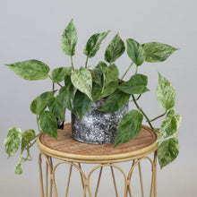 Load image into Gallery viewer, Marble Queen Pothos
