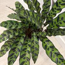 Load image into Gallery viewer, Rattlesnake plant (Goeppertia insignia) in Black Ceramic Pot
