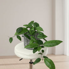 Load image into Gallery viewer, Clerodendrum Thomsoniae - Shade Lover
