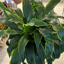 Load image into Gallery viewer, Dracaena Plant - 1.1m Tall
