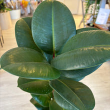Load image into Gallery viewer, Rubber Plant (Ficus Elastica) - Indoor House Plant
