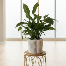 Load image into Gallery viewer, Peace Lily in Ceramic Pot
