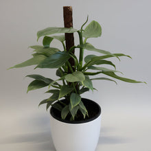 Load image into Gallery viewer, Silver Arrow in Ceramic White Pot
