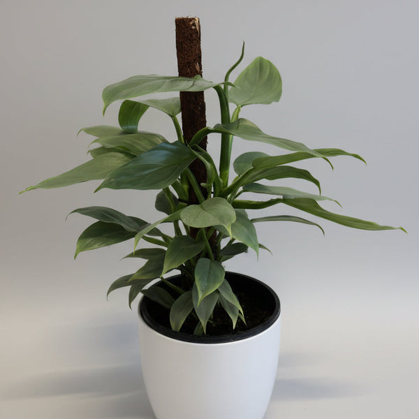 Silver Arrow in Ceramic White Pot