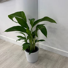 Load image into Gallery viewer, Peace Lily in Ceramic Pot
