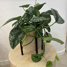 Load image into Gallery viewer, Epipremnum Treble
