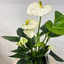 Load image into Gallery viewer, White Anturium in Ceramic Pot
