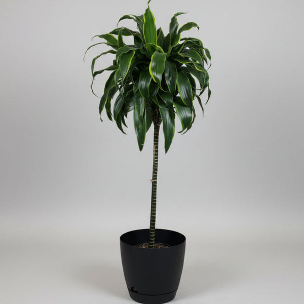 Dracaena Plant - 1.1m Tall