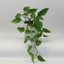 Load image into Gallery viewer, Pothos in Stone Pot
