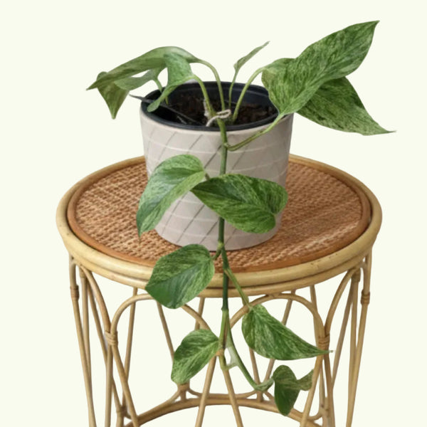 Marble Queen Pothos