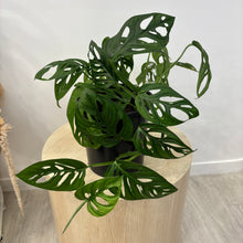 Load image into Gallery viewer, Monkey Mask ( Monstera adasonii, Swiss cheese)
