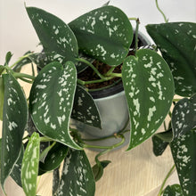 Load image into Gallery viewer, Epipremnum Treble
