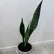 Load image into Gallery viewer, Snake Plant in Stone Pot
