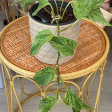 Load image into Gallery viewer, Marble Queen Pothos
