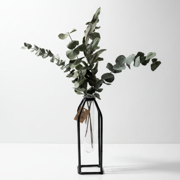 Simple the best - Eucalyptus