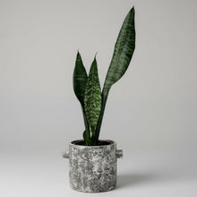 Load image into Gallery viewer, Snake Plant in Stone Pot
