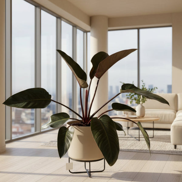 Large Sun Red Philodendron - in metal pot wt stand