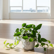 Load image into Gallery viewer, Pothos in Stone Pot
