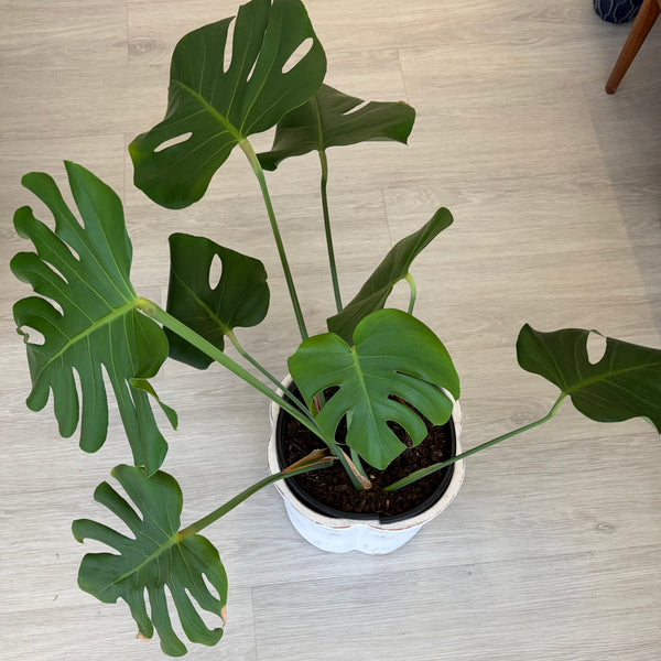 Monstera Deliciosa In a White Metal Pot 60cm