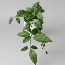 Load image into Gallery viewer, Clerodendrum Thomsoniae - Shade Lover
