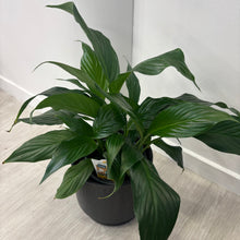 Load image into Gallery viewer, Peace Lily in Ceramic Pot
