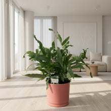 Load image into Gallery viewer, Blue Star in Pink Pot
