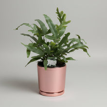 Load image into Gallery viewer, Blue Star in a Ceramic Pot
