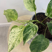 Load image into Gallery viewer, Marble Queen Pothos
