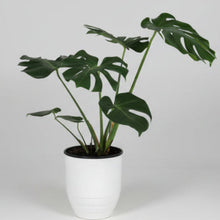 Load image into Gallery viewer, Monstera Deliciosa In a White Metal Pot 80cm
