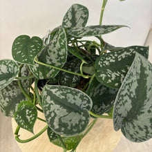 Load image into Gallery viewer, Epipremnum Treble
