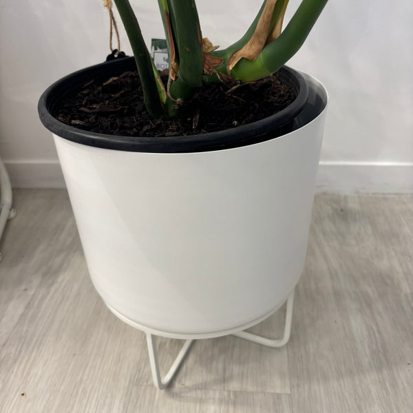 Monstera Deliciosa In a White Metal Pot 60cm