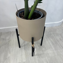 Load image into Gallery viewer, Zigzag Plant &amp; Pot

