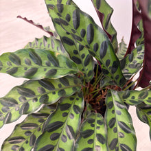 Load image into Gallery viewer, Rattlesnake plant (Goeppertia insignia) in Black Ceramic Pot
