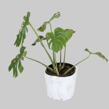Load image into Gallery viewer, Monstera Deliciosa In a White Metal Pot 60cm
