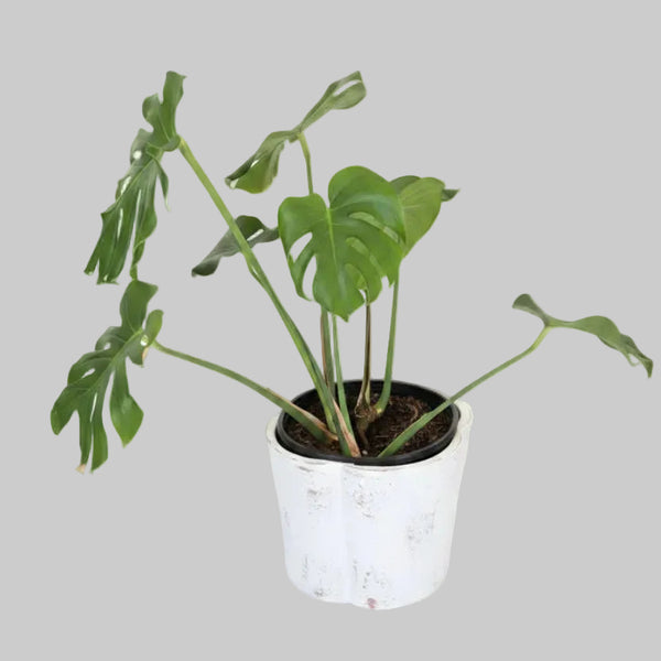 Monstera Deliciosa In a White Metal Pot 60cm