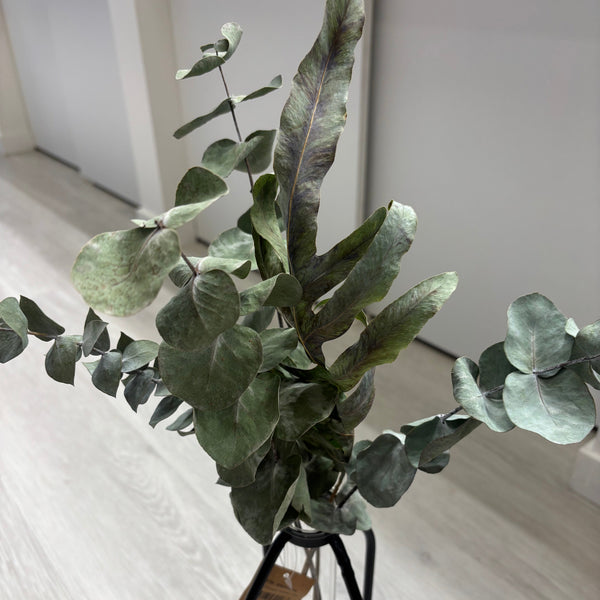 Simple the best - Eucalyptus