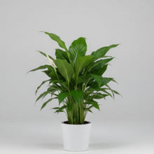 Load image into Gallery viewer, Peace Lily in Ceramic Pot
