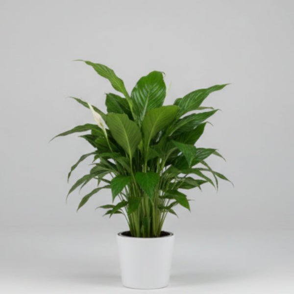 Peace Lily in Ceramic Pot