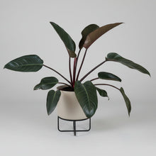 Load image into Gallery viewer, Large Sun Red Philodendron - in metal pot wt stand
