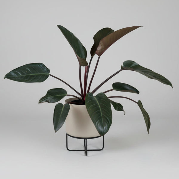 Large Sun Red Philodendron - in metal pot wt stand