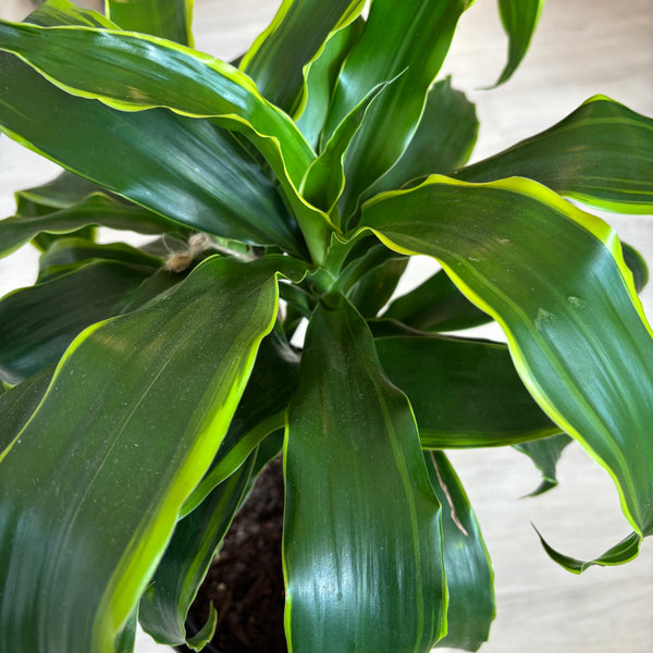 Dracaena in Metal Pot with Stand