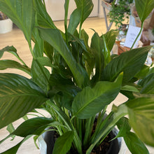 Load image into Gallery viewer, Peace Lily in Ceramic Pot
