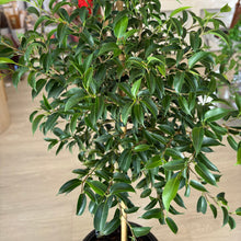 Load image into Gallery viewer, Topiary Ficus with Pot – 1m Indoor Statement Plant
