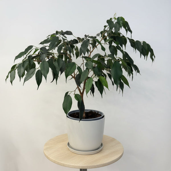 Ficus Danielle - House Plant