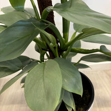 Load image into Gallery viewer, Silver Arrow in Ceramic White Pot
