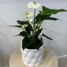 Load image into Gallery viewer, White Anturium in Ceramic Pot
