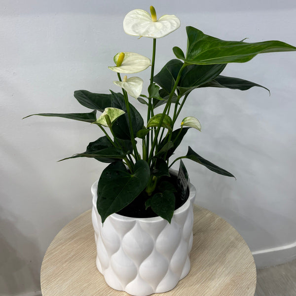 White Anturium in Ceramic Pot