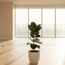 Load image into Gallery viewer, Rubber Plant (Ficus Elastica) - Indoor House Plant

