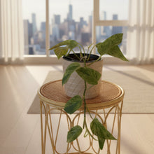 Load image into Gallery viewer, Marble Queen Pothos
