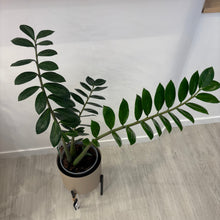 Load image into Gallery viewer, Zigzag Plant &amp; Pot

